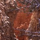 (2000-08) USA Westküste - Bryce Canyon 007