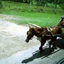 (2001-05) Kuba 10034 - Sancti Spiritus - kubanisch reisen