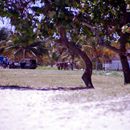 (2001-05) Kuba 13024 - Playa Santa Lucia - Arbeiter am Strand