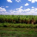 (2001-05) Kuba 13028 - Provinz Las Tunas - Zuckerrohrfelder