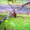(2001-05) Kuba 17005 - Baracoa - Spanferkel-Party - Kakaofrucht