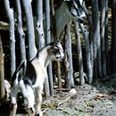 (2001-05) Kuba 18019 - Cajo Babo - Ziegen im Bauernhof