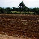 (2001-05) Kuba 20014 - unterwegs nach El Portillo - Feld nach der Ernte