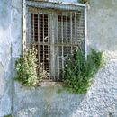 (2001-07) Lissabon 0613 - Lagerraumfenster an der Rua do Ginjal