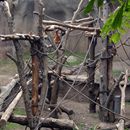 (2004-06) 204 Im Zoo