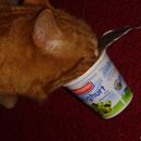 (2010-01) 0516 Joghurt macht schoenes Fell