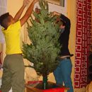 (2012-12) 7063 Der Weihnachtsbaum ist dran