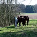 (2015-04) HX 1591 Ostern in Pixel - Gassi gehen mit Pferden