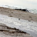 (2015-07) Ruegen XK 0609 - letzter Tag am Strand