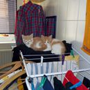(2015-10) CP 011135 - als der Wäscheständer noch zwei Katzen vertrug