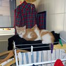 (2015-10) CP 011136 - als der Wäscheständer noch zwei Katzen vertrug
