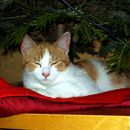 (2015-12) CP 251222 - JA zu Tieren unterm Weihnachtsbaum