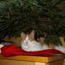 (2015-12) CP 251223 - JA zu Tieren unterm Weihnachtsbaum
