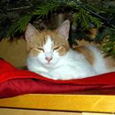 (2016-01) CP 1221 - Katze unter dem Weihnachtsbaum