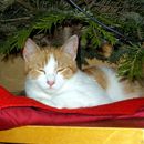 (2016-01) CP 1222 - Katze unter dem Weihnachtsbaum