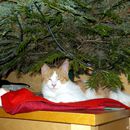 (2016-01) CP 1223 - Katze unter dem Weihnachtsbaum