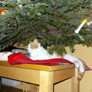 (2016-01) CP 1225 - Katze unter dem Weihnachtsbaum