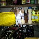 (2016-05) LU 1300 - Speise-Katze in der Speise-Kammer