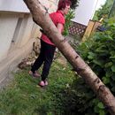 (2016-05) LU 1805 - der Katzenkletterbaum nach draußen