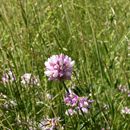 (2016-06) Montalbane HX 0754 - Flora und Fauna