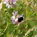 (2016-06) Montalbane HX 0756 - Flora und Fauna