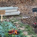 (2017-11) HK Eutritzsch 113 - Neuer israelitischer Friedhof