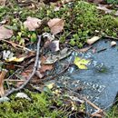 (2017-11) HK Eutritzsch 120 - Neuer israelitischer Friedhof