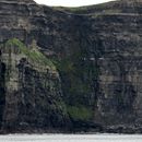 (2019-10) Irland HK 23712 - Bootstour zu den Cliffs of Moher