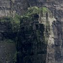 (2019-10) Irland HK 23734 - Bootstour zu den Cliffs of Moher