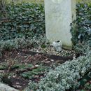 (2023-02) Friedhof Gütersloh - 1317