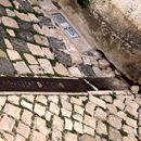 (2023-03) Lissabon 1556 - Hinweis auf die ehemalige Stadtmauer in der Alfama