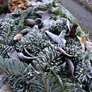(2024-12-28) Dresden 4784 - Friedhof Leuben