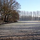 (2025-02-01) Gütersloh 5157 - Pferdehof in Pixel