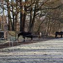 (2025-02-01) Gütersloh 5161 - Pferdehof in Pixel