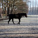 (2025-02-01) Gütersloh 5172 - Pferdehof in Pixel