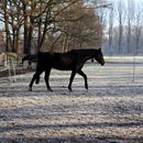 (2025-02-01) Gütersloh 5173 - Pferdehof in Pixel