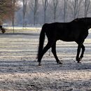 (2025-02-01) Gütersloh 5175 - Pferdehof in Pixel