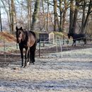 (2025-02-01) Gütersloh 5176 - Pferdehof in Pixel