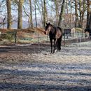(2025-02-01) Gütersloh 5179 - Pferdehof in Pixel