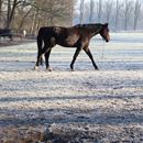 (2025-02-01) Gütersloh 5185 - Pferdehof in Pixel