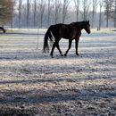 (2025-02-01) Gütersloh 5186 - Pferdehof in Pixel