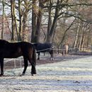 (2025-02-01) Gütersloh 5188 - Pferdehof in Pixel