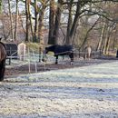 (2025-02-01) Gütersloh 5189 - Pferdehof in Pixel