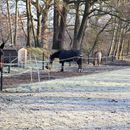 (2025-02-01) Gütersloh 5190 - Pferdehof in Pixel