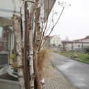 (2025-03-14) Kitzscher 5262 - Flower Fairy
